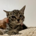 サンタ、里親さま決定しました