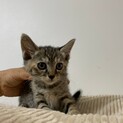 にぃこちゃん、里親さま決定しました