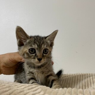 にぃこちゃん、里親さま決定しました