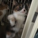くっきり黒三毛藤花ちゃん、もうすぐ2ヶ月