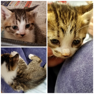 家族になってください