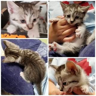 家族になってください