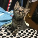 すばしっこい元気ボーイ才蔵！