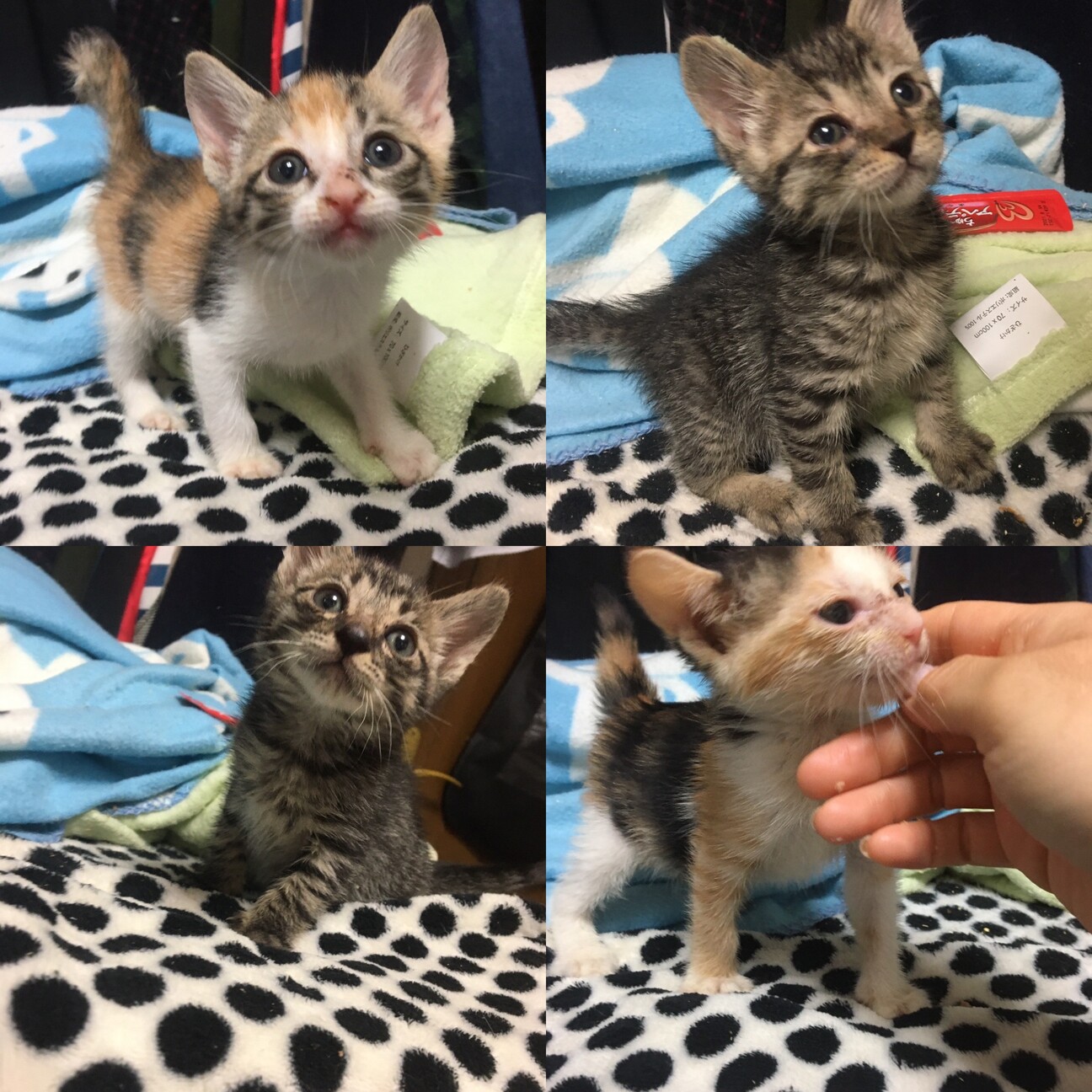 すばしっこい