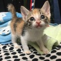 見た目よりオテンバ！縞三毛都ちゃん