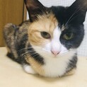 美しい黒三毛、三柑ちゃん10ヶ月
