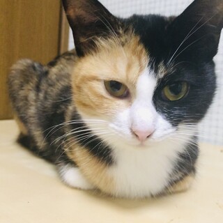 美しい黒三毛、三柑ちゃん10ヶ月