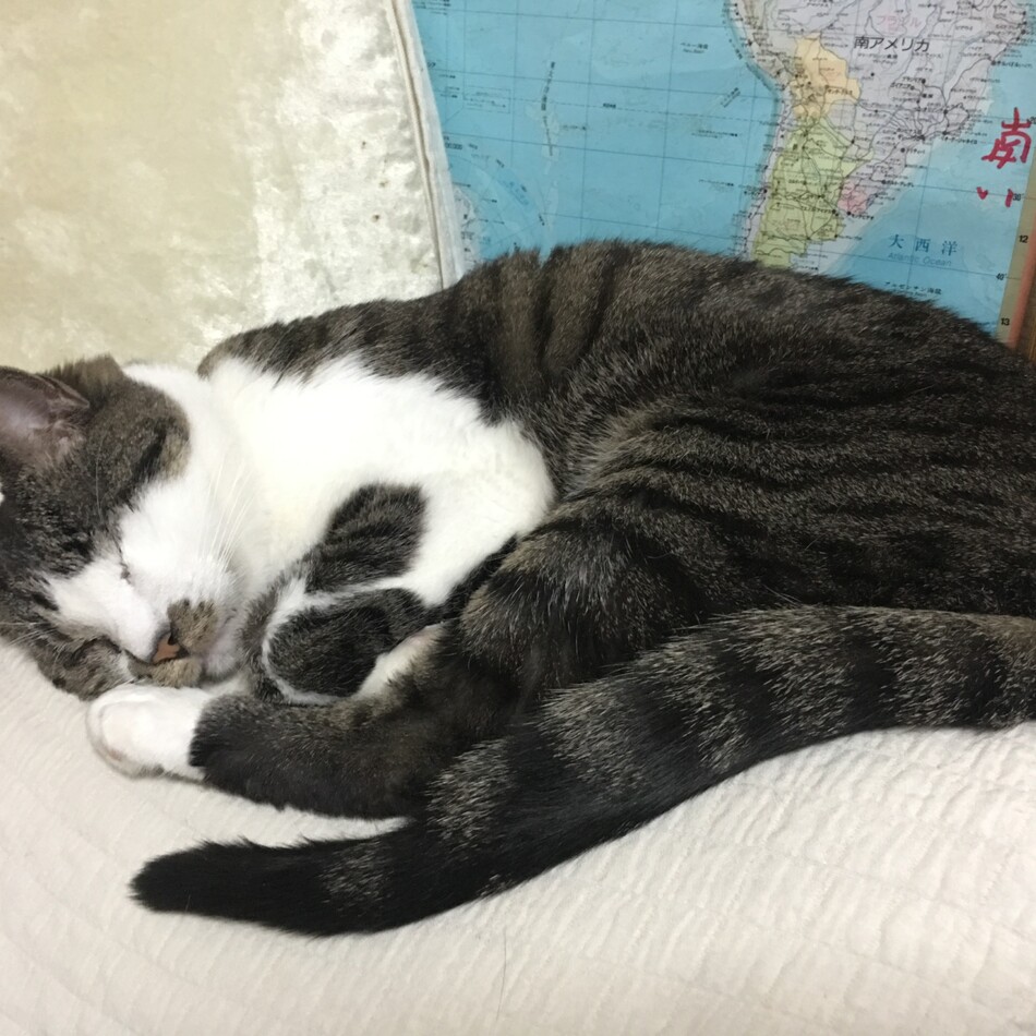 しおんプーザのカバー写真