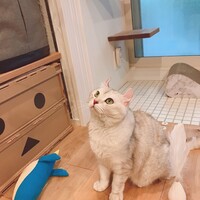 しらたま