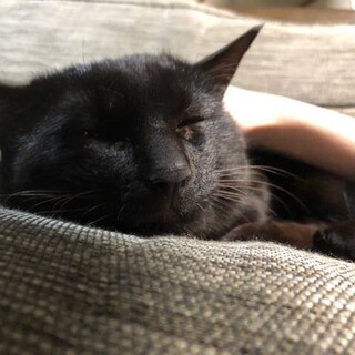 ★★★２歳の黒猫兄弟募集中★★★