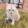 の写真