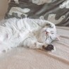 Zzz