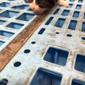 野良猫の子猫