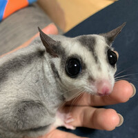 ぷにちゃん
