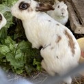 うさぎ7匹の里親募集5月24日まで