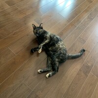 すずね