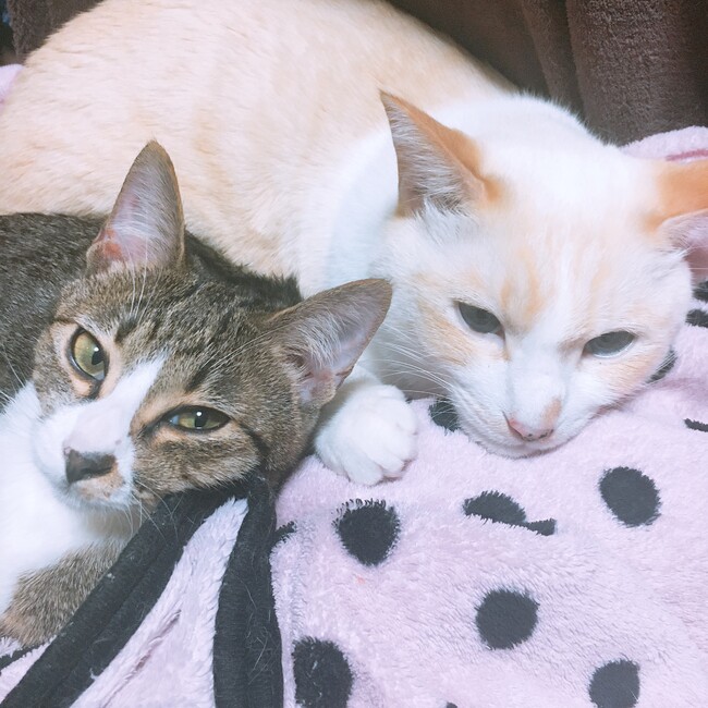 たかあゆもんのカバー写真