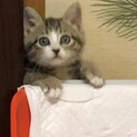 プーアル♡しあわせにゃんこになりました
