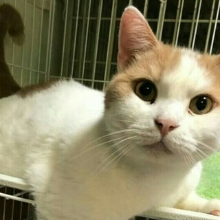 スコティッシュのバニラ