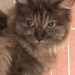 ふあふあ長毛　かなりビビリのちせちゃん