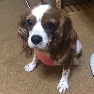 ちょっぴり怖がりさん、甘えるの大好きアリスちゃん