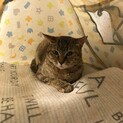 緊急里親募集中！