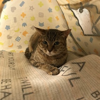 緊急里親募集中！