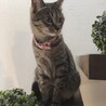 の写真