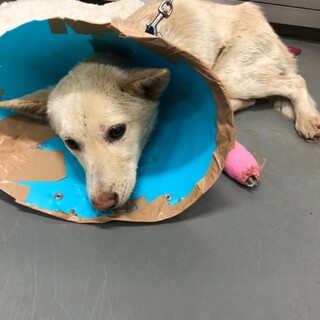 小型獅子罠野犬、愛おしい万里君