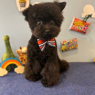 排便にすこし支障のある小さなトイプードルまりも