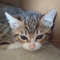 えむちゃん、里親さま決定しました！