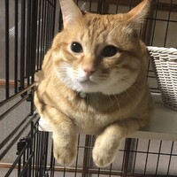 マロン