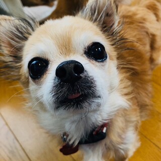 100点満点のオトコ チワワのヌック