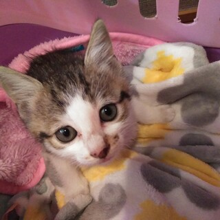 みんなのマドンナ☆ティエラちゃん