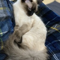 かぼす