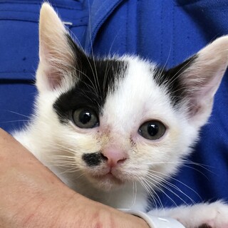 可愛い黒白の男の子「ホルくん」を家族にして下さい