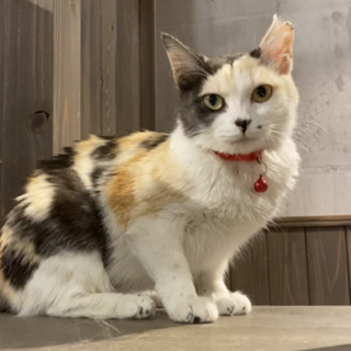 薄三毛の美猫アンバーちゃん　