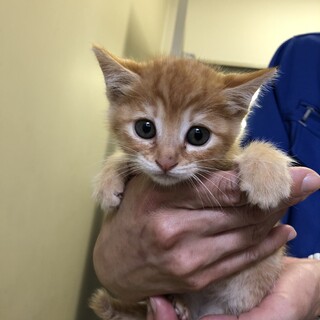 小さな茶トラの女の子「ドラミちゃん」