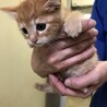 小さな茶トラの女の子「ドラミちゃん」 サムネイル3