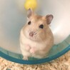 はむメロン