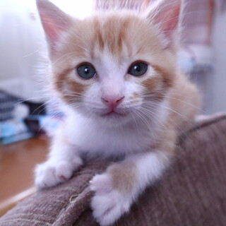 おっとりマイペースなミッチ ♂