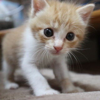 お転婆な女の子 ラテ