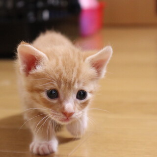 スリムビューティーな乙女ちゃん