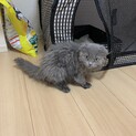 【募集を一旦停止します】スコティッシュフォールド♀