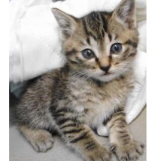 里親様に迎えられました。子猫　キジ028