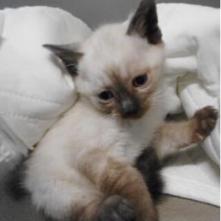 里親様に迎えられました。子猫　白茶029