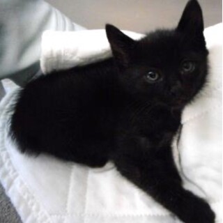 里親様に迎えられました。子猫　黒030