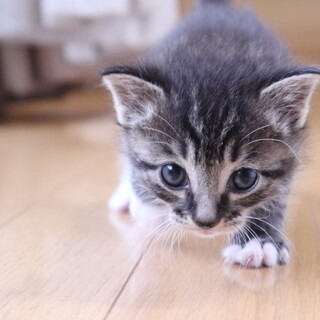 おっとり天然なキラちゃん