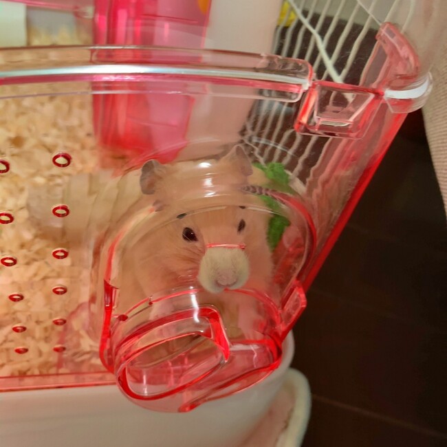 ばぶちゃのママのカバー写真