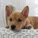 一旦停止！人馴れ抜群☆中型子犬☆3ヶ月